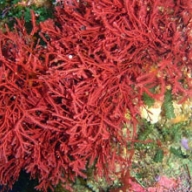 Red marine Algae (Rhodophyta) human nutrition powder 25kg